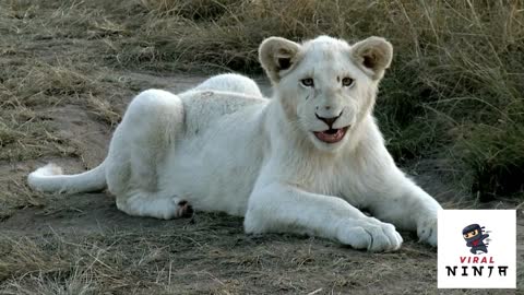 Very rare Cute white lion cub smiling in the savannah