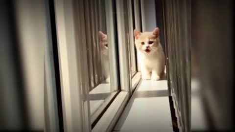 Baby cat cute and funny cat video #MFGfun