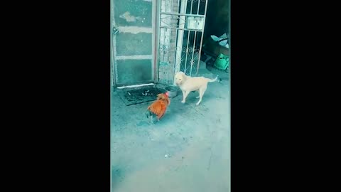 why do always dogs and cocks fight ?