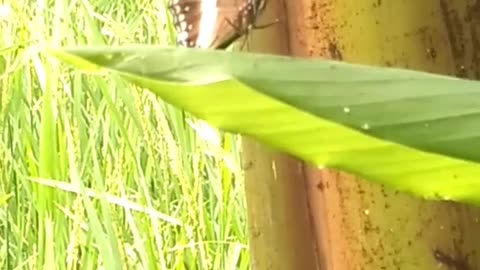 Black Butterfly Perched On a Leaf