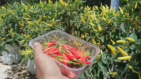 Planting cayenne pepper in the garden produces heavy fruit that produces profits