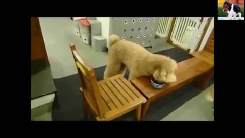 Funny Animals: The Greatest Well-Behaved Dogs - Funny Dogs Video Collection