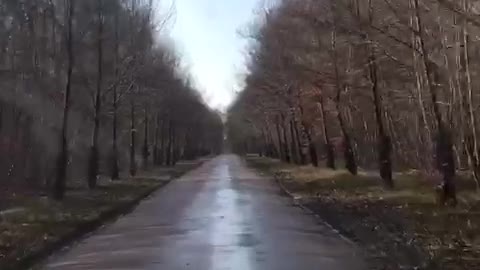 Drive in the winter forest