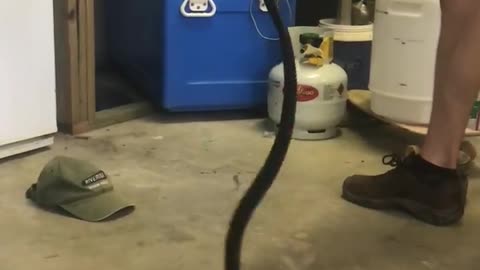Red Bellied Black Snake in Garage