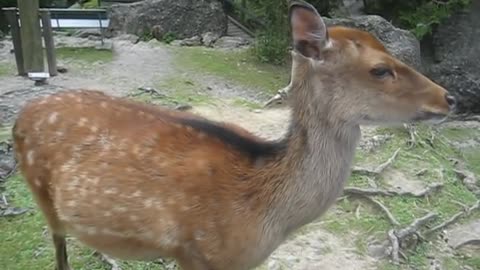 Best cuddle video friendly deer