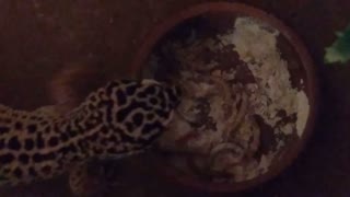 Leopard Gecko Eating