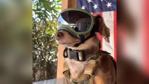 Cute dog training funny video 😂😂😂