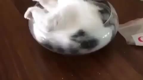 Cute kitty wants to take a sleep inside a bowl