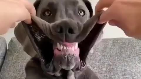 The Great Dane Video 62