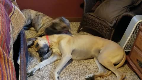 Sweet Great Danes Morning affection