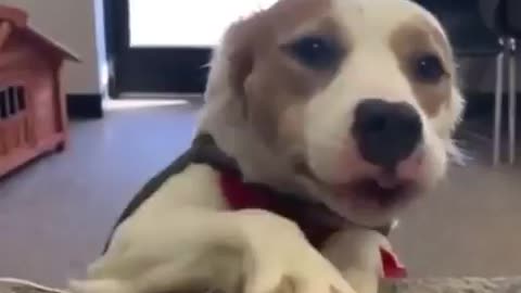 Doggo excited to get adopted!