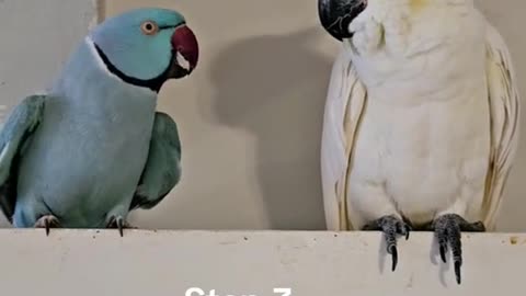 Dating guide by Rio the indian ringneck he will never give up to win her over