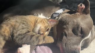 Cats And Dogs Can Be Friends