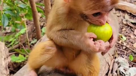 Pretty baby monkey