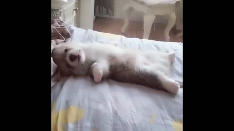 Cute dog play on bed