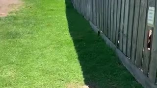 Puppy Friendly Fence