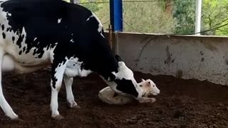 A little Cow Sits Next To Her Mother in The Barn.