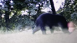 Backyard bear on Ken's trailcam 7/2/2021