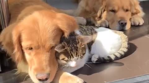 the dog sleep with the cat