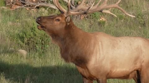 Big bull elk are just so majestic! - #elk #nature #animals