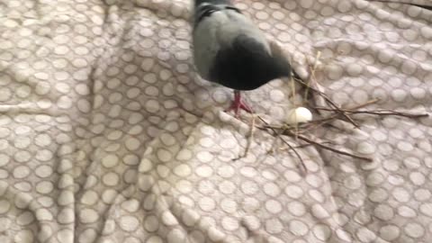 Crumble the Pigeon Builds Nest On Couch