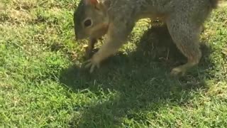 Squirrel hiding nuts in grass