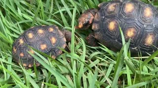 Young tortoise chicks feeding