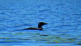 Loon