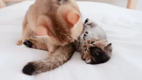 You can watch the friendly parent and child cat on the bed forever