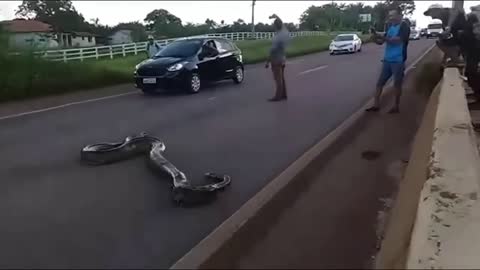 Traffic halts. Giant Anaconda Crosses Road in Brazil