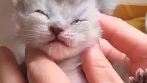 Amazing cat 🐱 trending video