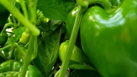 Growing Bell Pepper in a Pot is Super Easy