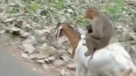 Goat with monkey