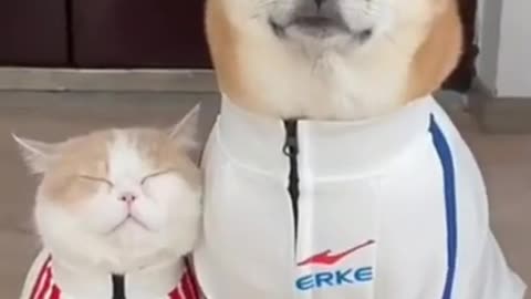 Dog and Cat Friendship