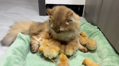 Mama Meow: The Chick Guardian"