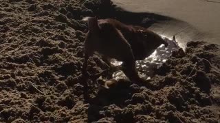 Brown dog digging hole in beach