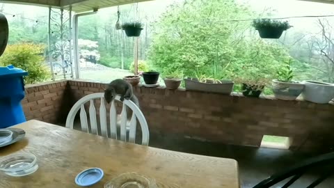 Wow!!!😲😍that's awesome squirrel jump!!!