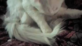 Cute cat in reverse