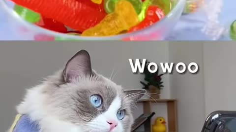 The clever cat did what he learned from the video