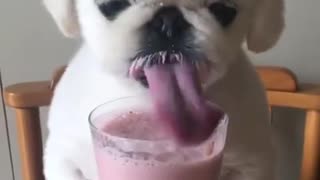 dog eat fruit milk