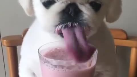 dog eat fruit milk