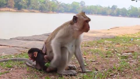 OMG! Break heart this female monkey mistreat newborn baby monkey cry nearly die/So pity poor baby