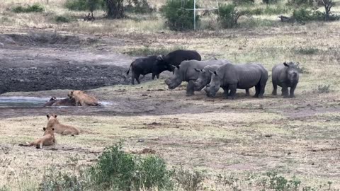 Rhino Herd Bump Into Lion Pride