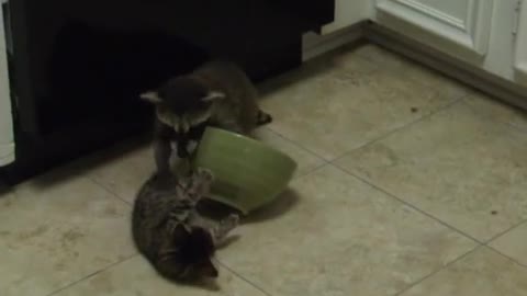 Greedy little raccoon