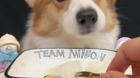 Small corgi animal cute moment scientific pet strategy