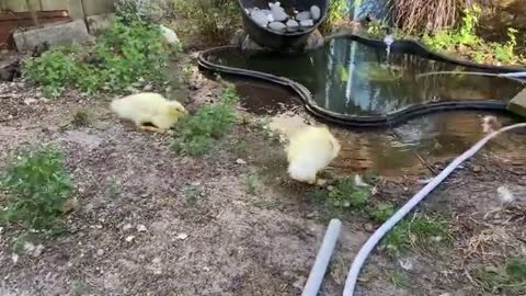 Cute chicks playing