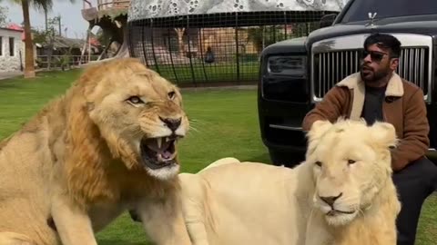 Lion Lover's Different Different Llion in the word