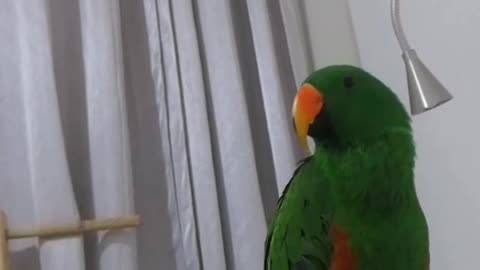 Eclectus Parrot Sings The Lion Sleeps Tonight