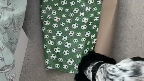 Dog play fights with wrapping paper