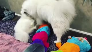 Samoyed dogs wrestle over giant caterpillar